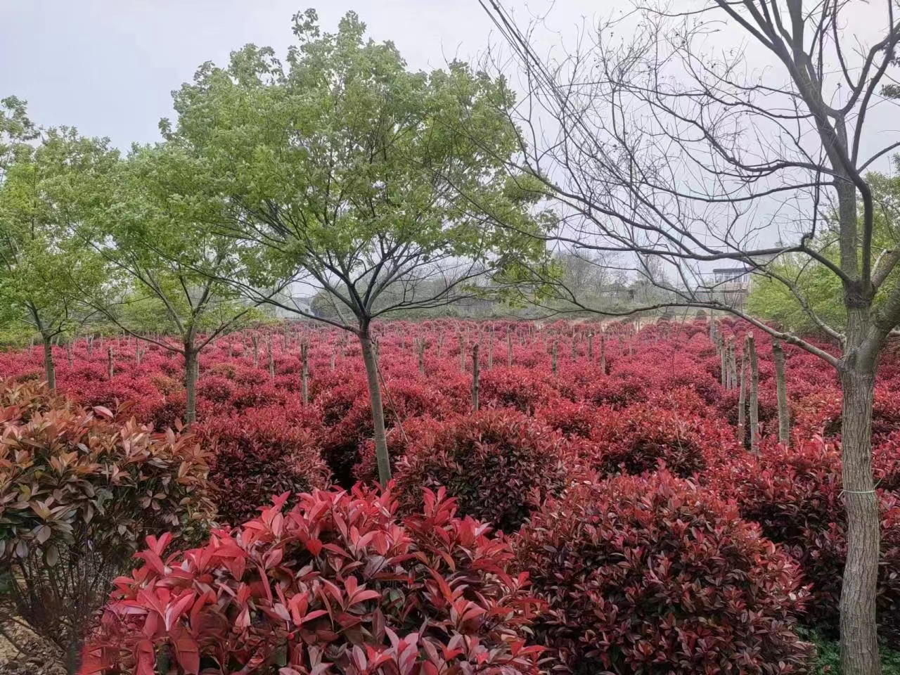 認(rèn)真做綠化人請(qǐng)您來(lái)場(chǎng)地喝茶，吃鐵鍋燉大鵝。
